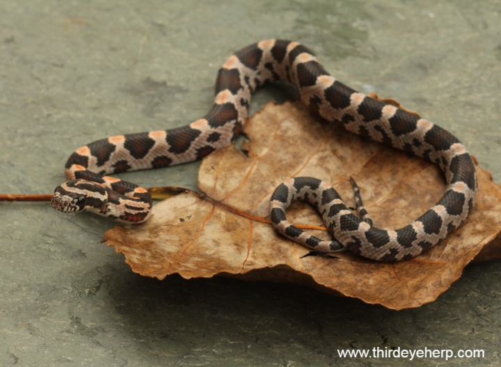 Okeetee Corn Snake